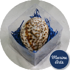 8680-P5 - Beach Cube - Tiger Cowrie